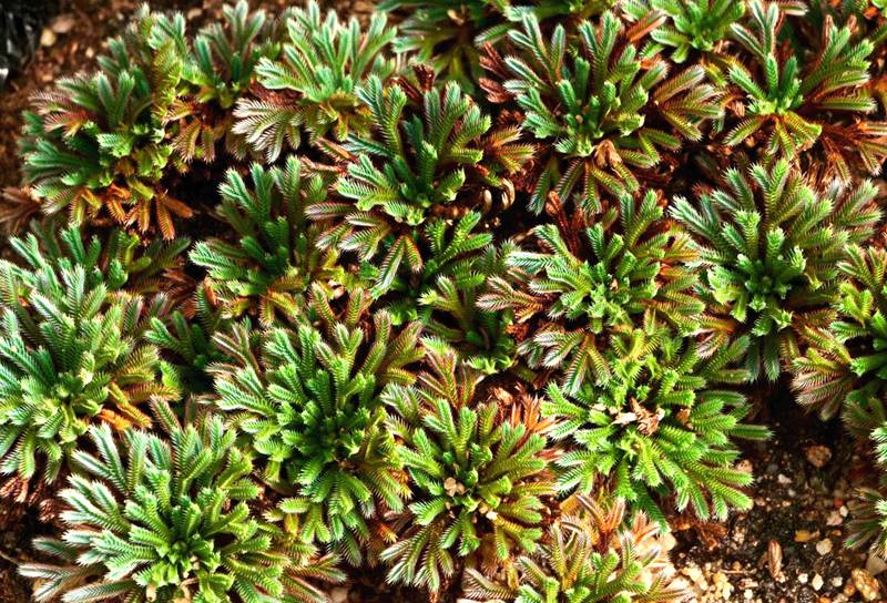 彩虹卷柏的葉片呈彩虹色。袁浪興供圖