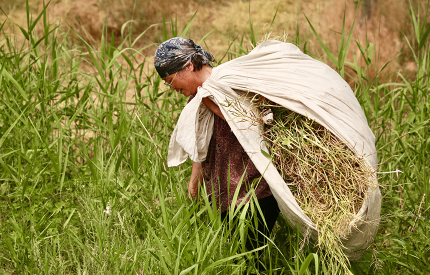 村民在收割油菜花，臉上綻放著豐收的喜悅。陳英華攝