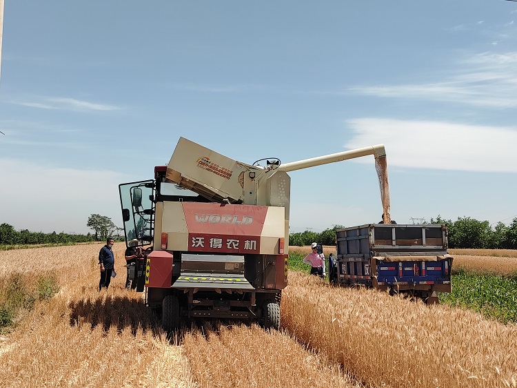 臨汾市堯都區(qū)賈得鄉(xiāng)大王村麥?zhǔn)宅F(xiàn)場。劉婷婷攝