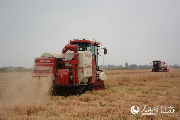5月下旬，勝利圩高標(biāo)準(zhǔn)農(nóng)田內(nèi)，大型收割機(jī)作業(yè)。韋東寧攝