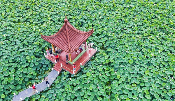 圖為金湖萬畝荷花蕩。陳義寶攝