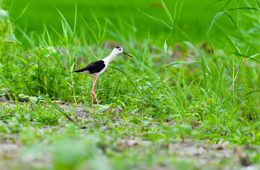 生態(tài)綠屏修復(fù)完成，吸引眾多野生動物在此棲息繁衍。翟鑫彬攝