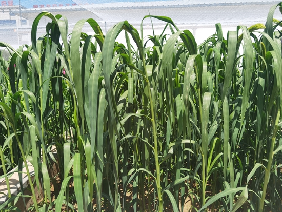 河北省張家口農(nóng)科院試驗(yàn)田中的“張雜谷”正在茂盛生長。 受訪者供圖