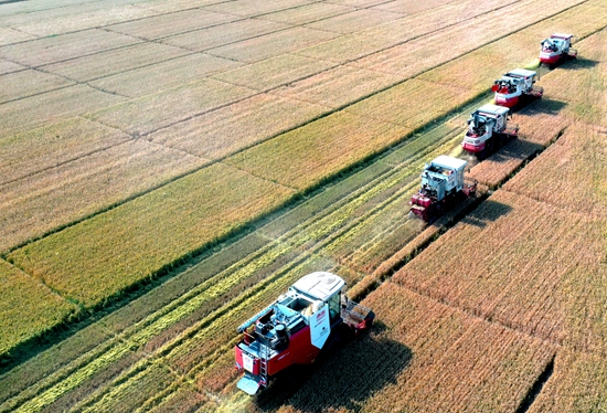 今年6月，河北省衡水市阜城縣碼頭鎮(zhèn)戈家墳村的麥田里，大型聯(lián)合收割機(jī)“組團(tuán)”作業(yè)。 苗鳳強(qiáng)攝