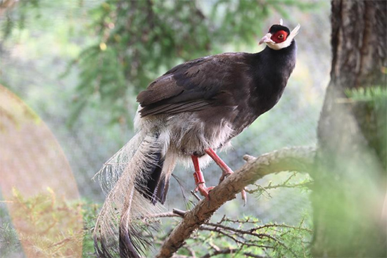 小五臺(tái)山國(guó)家級(jí)自然保護(hù)區(qū)繁育基地中的褐馬雞。姚偉強(qiáng)攝