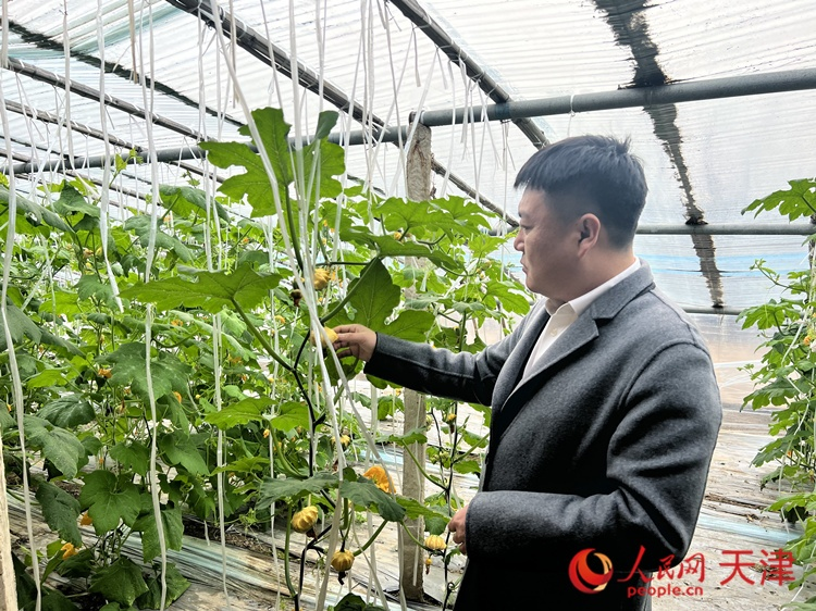 西青區(qū)辛口鎮(zhèn)大杜莊村黨總支書記、村委會(huì)主任畢紅鴿介紹當(dāng)下大棚里種植的造型奇特的文玩葫蘆。  人民網(wǎng) 孫翼飛攝
