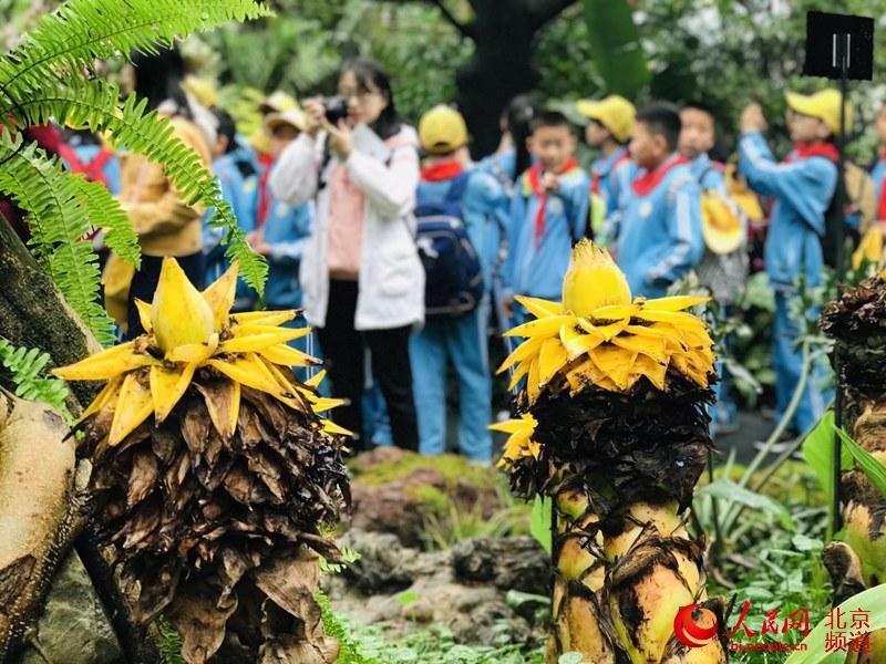 植物館里的地涌金蓮。地涌金蓮原產(chǎn)中國云南，為中國特產(chǎn)花卉。人民網(wǎng) 董兆瑞攝