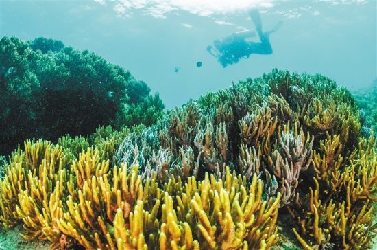 在三亞蜈支洲島附近海域，游客在體驗(yàn)海底美景。 本報(bào)記者 武威 通訊員 韋尚婷 攝