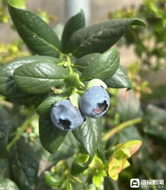 西瓜、藍(lán)莓、草莓上高原！山東濰坊援藏組因地制宜打造特色蔬菜發(fā)展中心