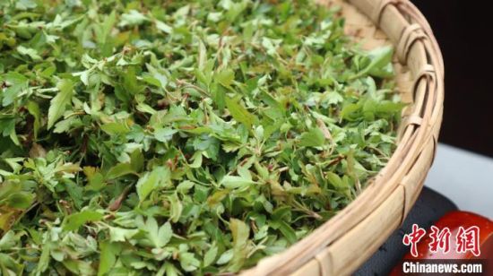 圖為班瑪藏雪茶?！O睿 攝