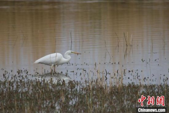圖為大白鷺?？婶斂撕?托素湖自然保護(hù)區(qū)服務(wù)中心供圖 　　