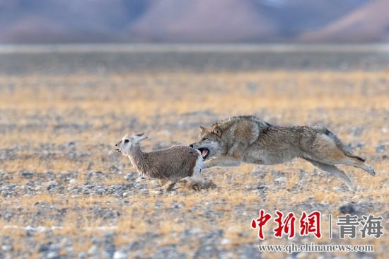 圖為獲獎(jiǎng)作品。同海元供圖