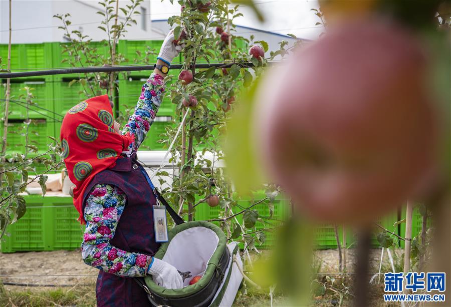 (社會(huì))(5)西藏山南:生態(tài)搬遷點(diǎn)迎來(lái)蘋(píng)果豐收