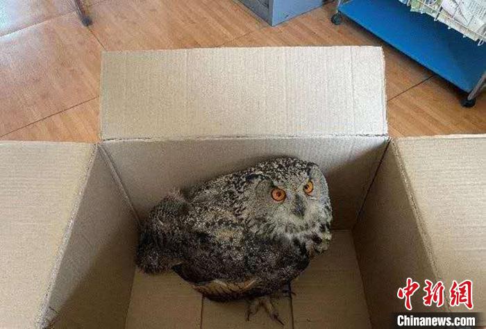 圖為青海省西寧市大通縣公安局森林警察大隊民警救助的國家二級保護(hù)野生動物——雕鸮?！∏嗪Ｊ」矎d森林警察總隊供圖 攝