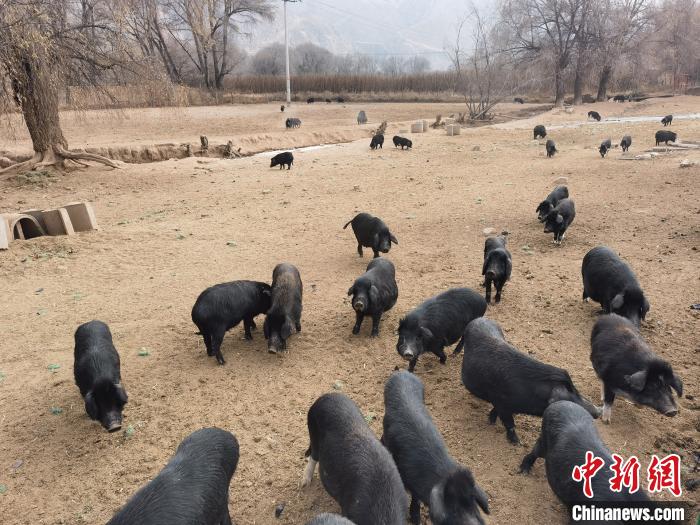 圖為藏香豬?！∑钤鲚?攝