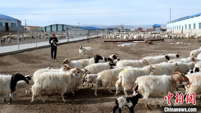 圖為馬金山查看羊羔長(zhǎng)勢(shì)?！±铍h 攝