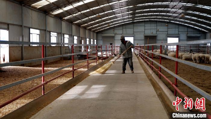 圖為放牧員扎布拉正在打掃羊棚衛(wèi)生。　李雋 攝