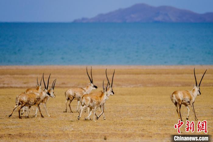 圖為西藏藏羚羊在色林錯湖邊覓食，隨著保護措施的不斷加強，如今西藏藏羚羊種群數(shù)量獲得恢復(fù)性增長。　江飛波 攝