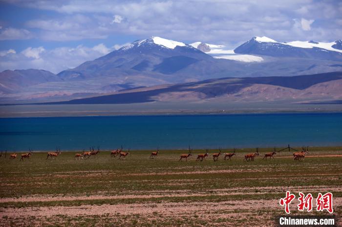 從317國(guó)道遠(yuǎn)眺達(dá)則錯(cuò)，湖岸藏羚羊與雪山美景令人矚目?！?lt;a target='_blank' ><p  align=