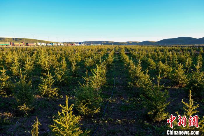 圖為科技團隊在海拔4500米的西藏那曲種出“小森林”，其中超過7成成功越過5個冬天?！〗w波 攝