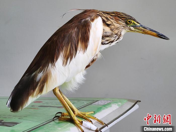 圖為被救助的國家一級重點保護動物池鷺?！×鴿商?攝