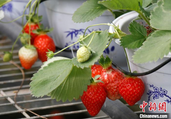 青海互助:打造全國(guó)最大高原草莓種苗繁育中心