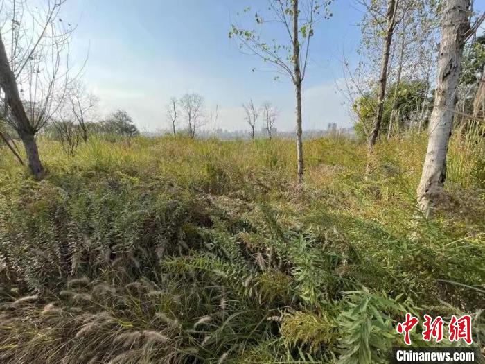 發(fā)現(xiàn)的加拿大一枝黃花?！畈?攝