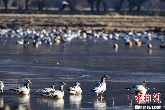 圖為拉薩市林周縣境內(nèi)越冬的候鳥?！∝暩聛硭?攝