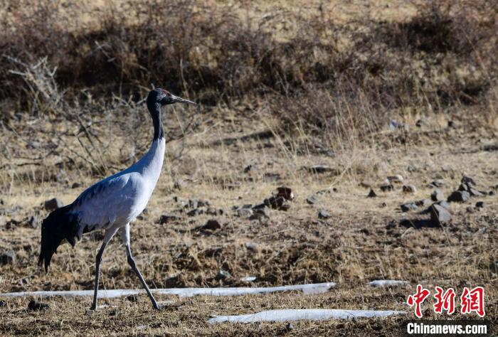 圖為一只黑頸鶴在拉薩市林周縣境內(nèi)田間覓食?！∝暩聛硭?攝