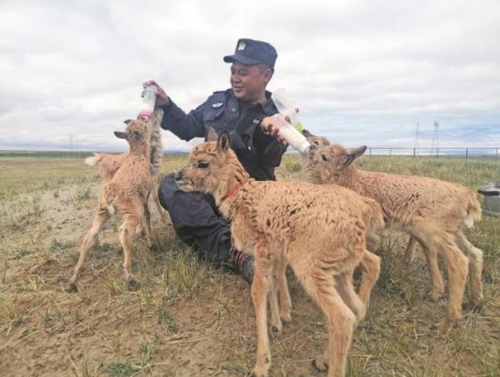  生命禁區(qū)的超級“奶爸”。