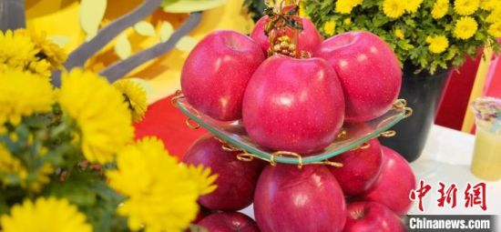 2021年10月15日，中國(guó)蘋果首屆產(chǎn)銷峰會(huì)暨甘肅平?jīng)龉焚Q(mào)易大會(huì)在平?jīng)鍪徐o寧縣開幕。(資料圖) 魏建軍 攝