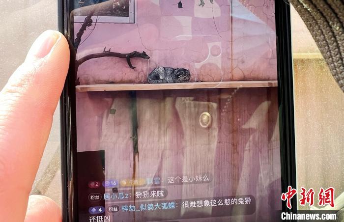 圖為雪豹“奶爸”史壽軍正在直播。　馬銘言 攝