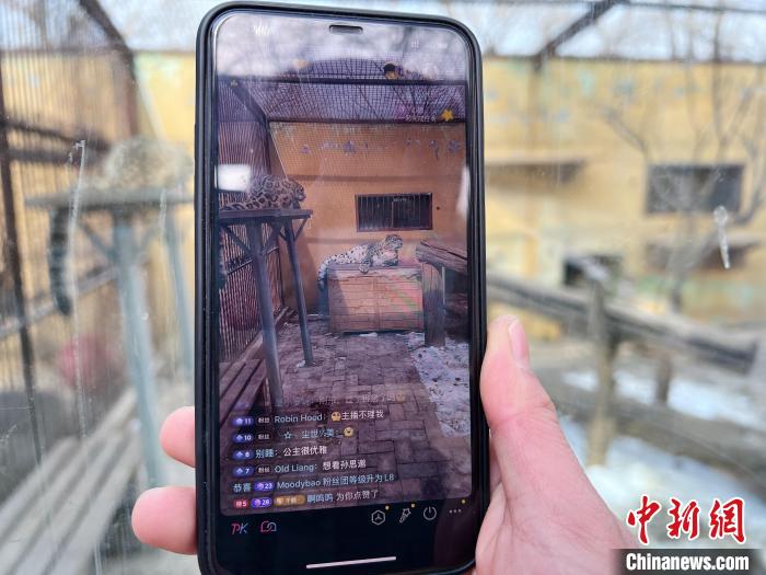 圖為雪豹“奶爸”史壽軍正在直播?！●R銘言 攝
