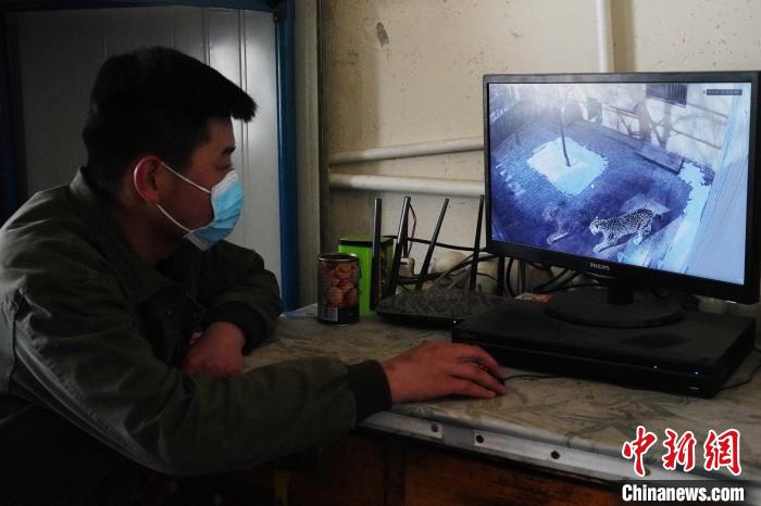 圖為雪豹“奶爸”史壽軍通過監(jiān)控察看雪豹情況?！●R銘言 攝