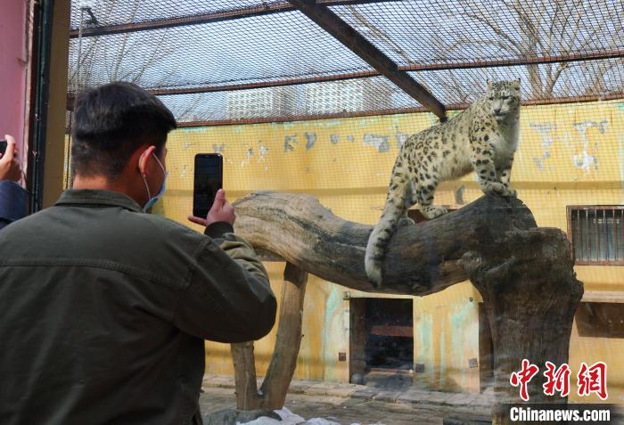 圖為雪豹“奶爸”史壽軍正在直播?！●R銘言 攝