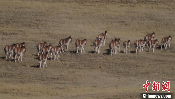 圖為草地上的西藏野驢?！“簿S斌 攝
