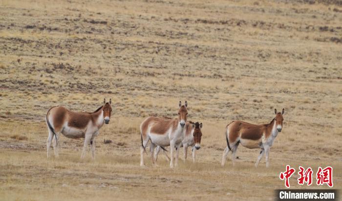 圖為草地上的西藏野驢?！“簿S斌 攝