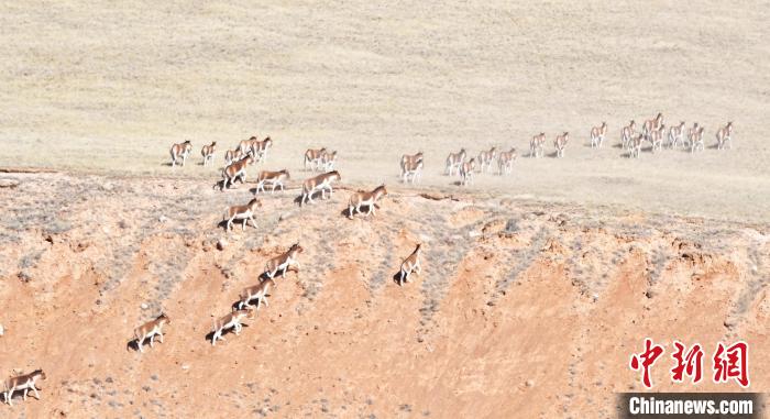 圖為西藏野驢奔跑在山間?！∥溲┓?攝