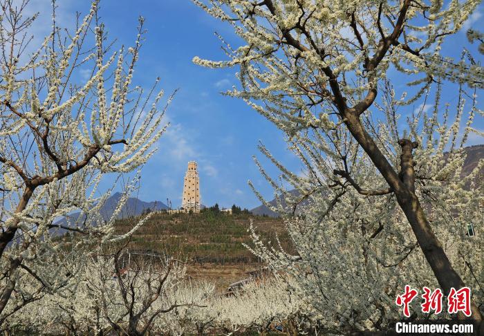 潔白的李花與碉樓交相輝映，勾勒出一幅美麗的和諧生態(tài)畫卷。　何清海 攝