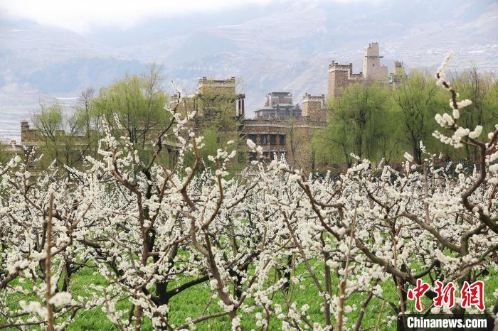 潔白的李花與村寨交相輝映，勾勒出一幅美麗的和諧生態(tài)畫卷?！『吻搴?攝