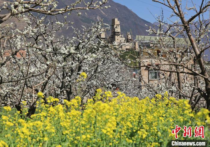 潔白的李花與村寨交相輝映，勾勒出一幅美麗的和諧生態(tài)畫卷?！『吻搴?攝