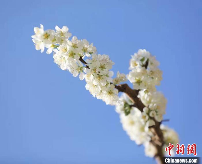 李花盛開。　何清海 攝