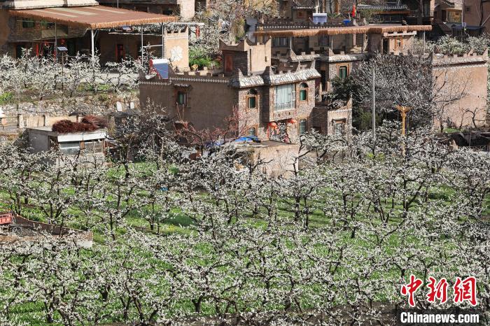 潔白的李花與村寨交相輝映，勾勒出一幅美麗的和諧生態(tài)畫卷?！『吻搴?攝