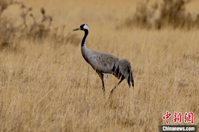 圖為灰鶴在青海海西蒙古族藏族自治州都蘭縣巴隆地區(qū)“閑庭漫步”?！?松太加 攝