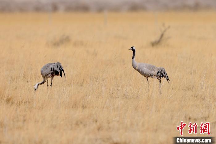 圖為灰鶴在青海海西蒙古族藏族自治州都蘭縣巴隆地區(qū)“閑庭漫步”?！?松太加 攝