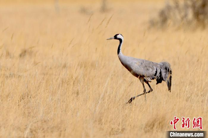 圖為灰鶴在青海海西蒙古族藏族自治州都蘭縣巴隆地區(qū)“閑庭漫步”?！?松太加 攝