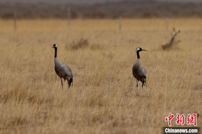 圖為灰鶴在青海海西蒙古族藏族自治州都蘭縣巴隆地區(qū)“閑庭漫步”?！?松太加 攝