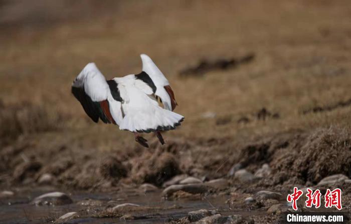 圖為翹鼻麻鴨?！」Π栽?攝