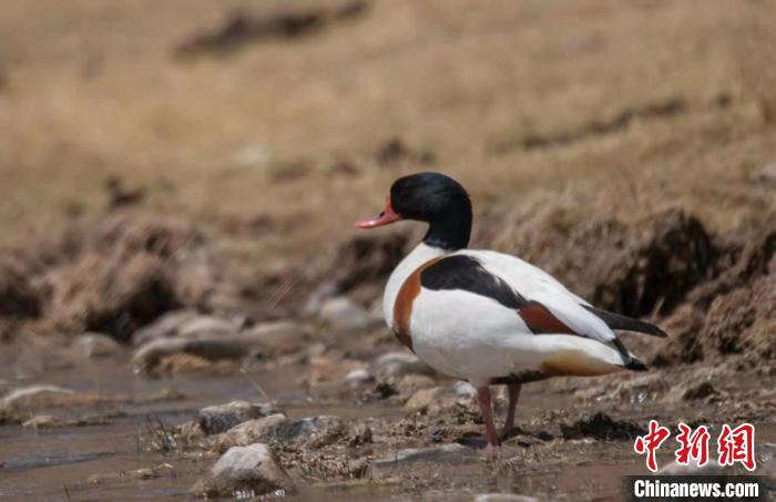 圖為翹鼻麻鴨?！」Π栽?攝