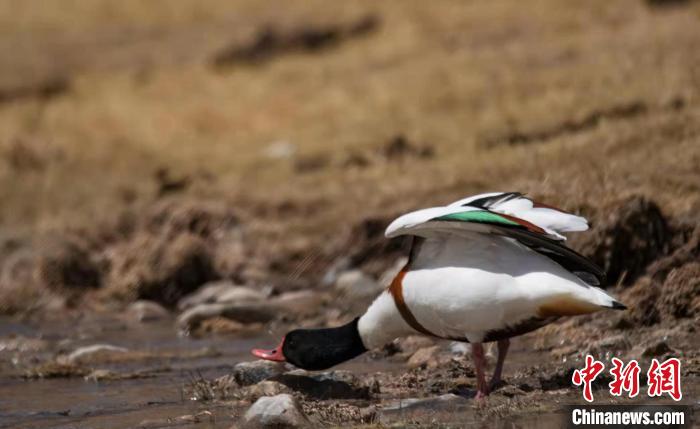 圖為翹鼻麻鴨?！」Π栽?攝
